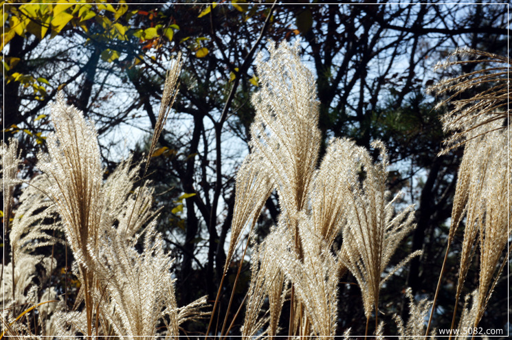 2010_11_28_Geoje_Angim_Trail023.jpg